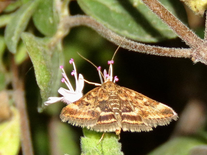 Pyrausta despicata - réti bíbormoly