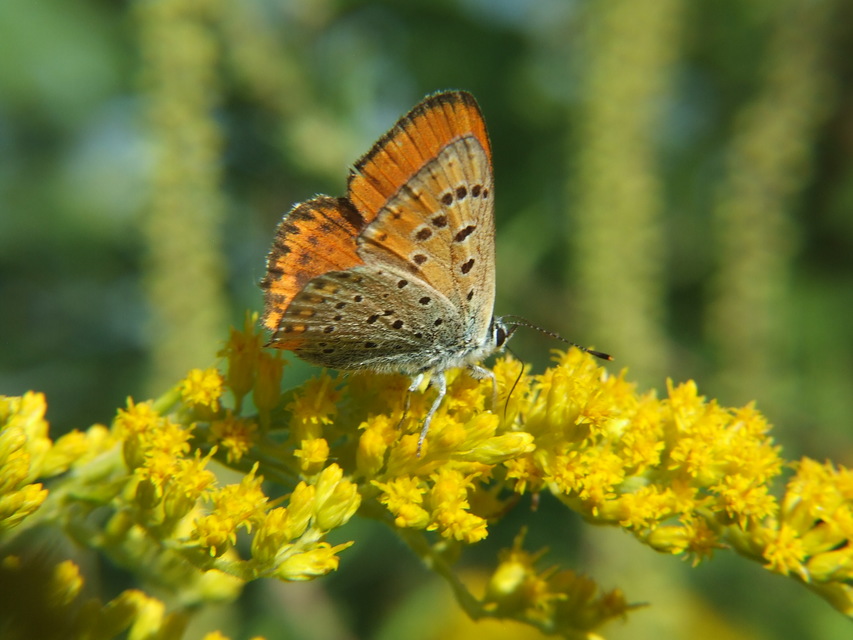 Lycaena thersamon - kis tűzlepke