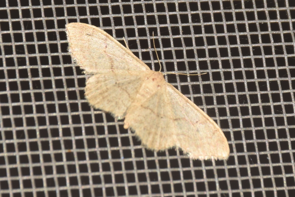 Idaea deversaria - egyszínű sávosaraszoló
