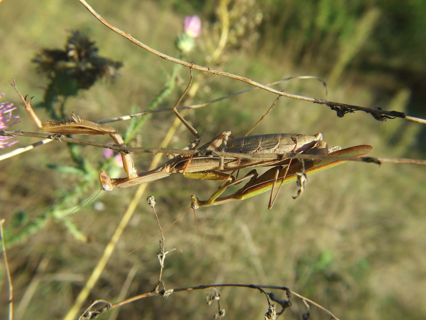 Mantis religiosa - imádkozósáska