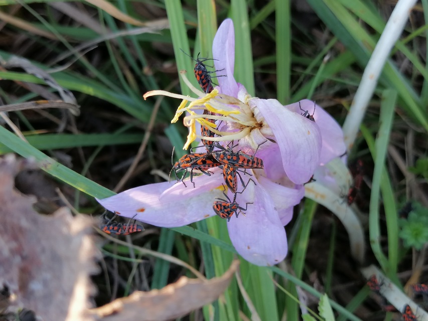 Spilostethus saxatilis - virágbodobács