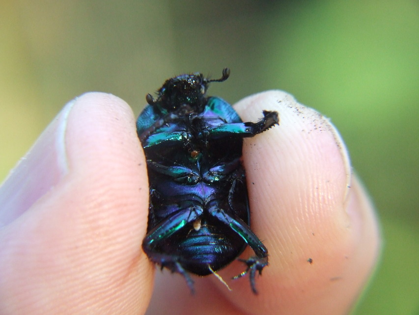 Trypocopris vernalis - tavaszi álganéjtúró
