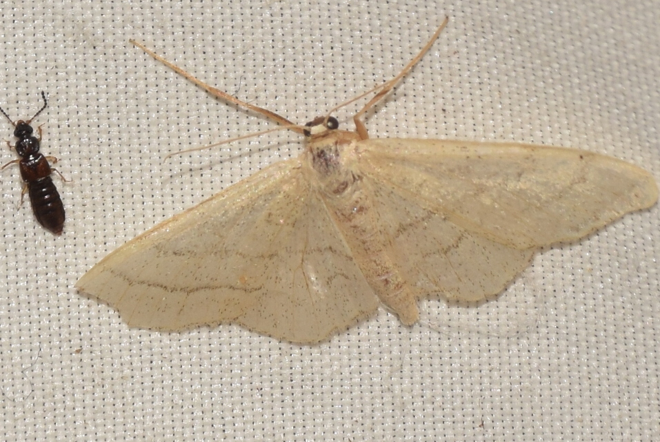 Idaea deversaria - egyszínű sávosaraszoló