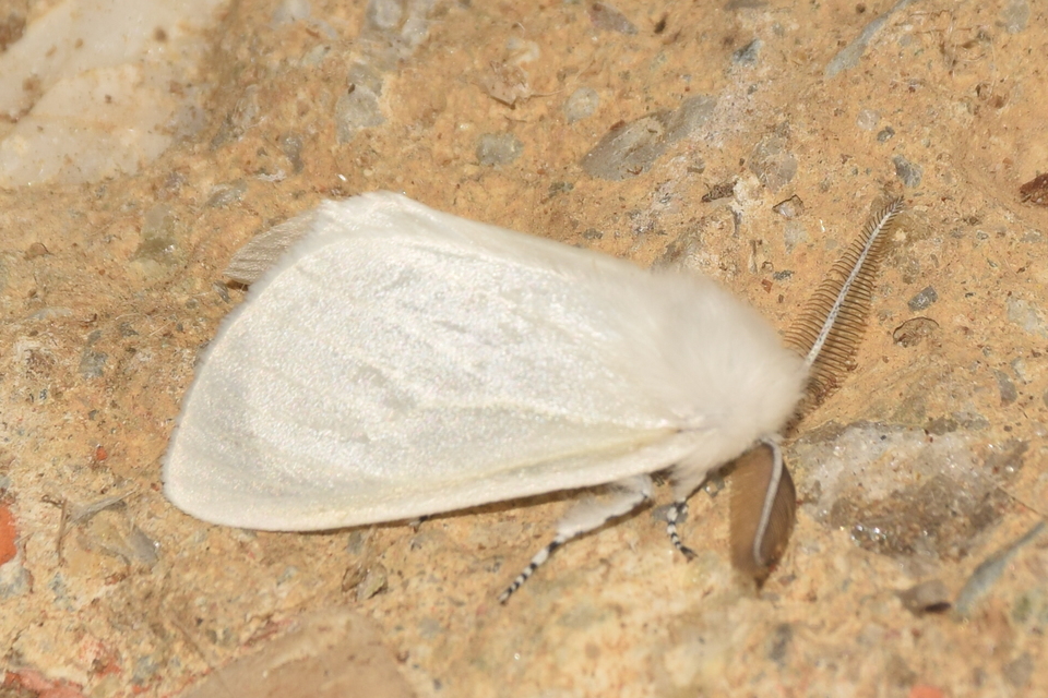 Leucoma salicis - fűzfaszövő