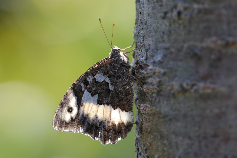 Brintesia circe - fehéröves szemeslepke