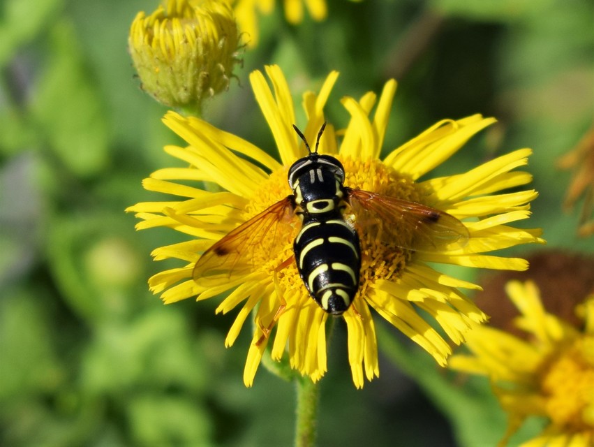 Chrysotoxum