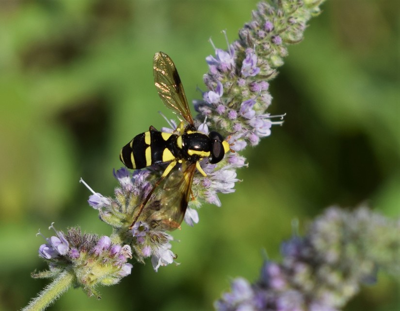 Xanthogramma pedissequum - gyakori oldalsávoslégy