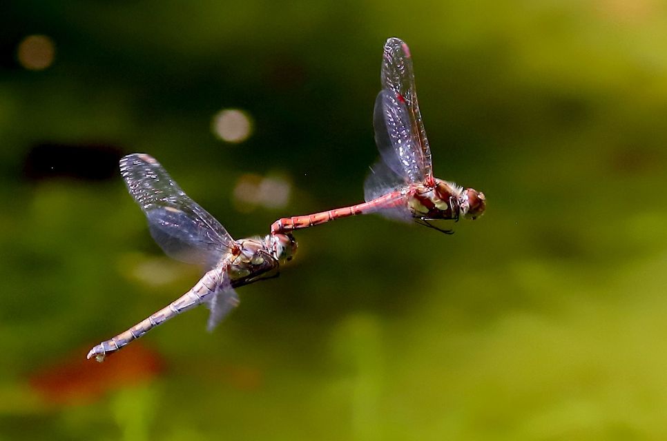 Sympetrum striolatum - harántsávos katona-szitakötő