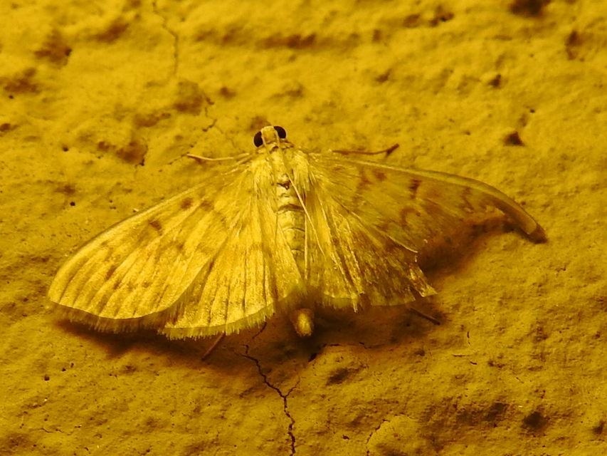 Patania ruralis - csalánevő tűzmoly