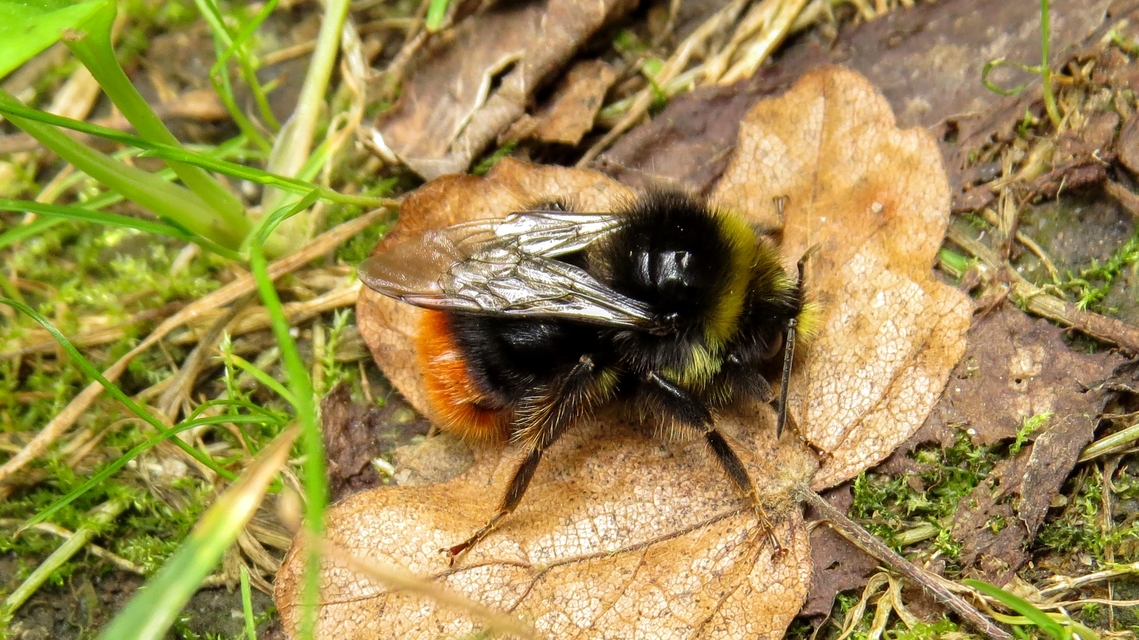 Bombus lapidarius - kövi poszméh
