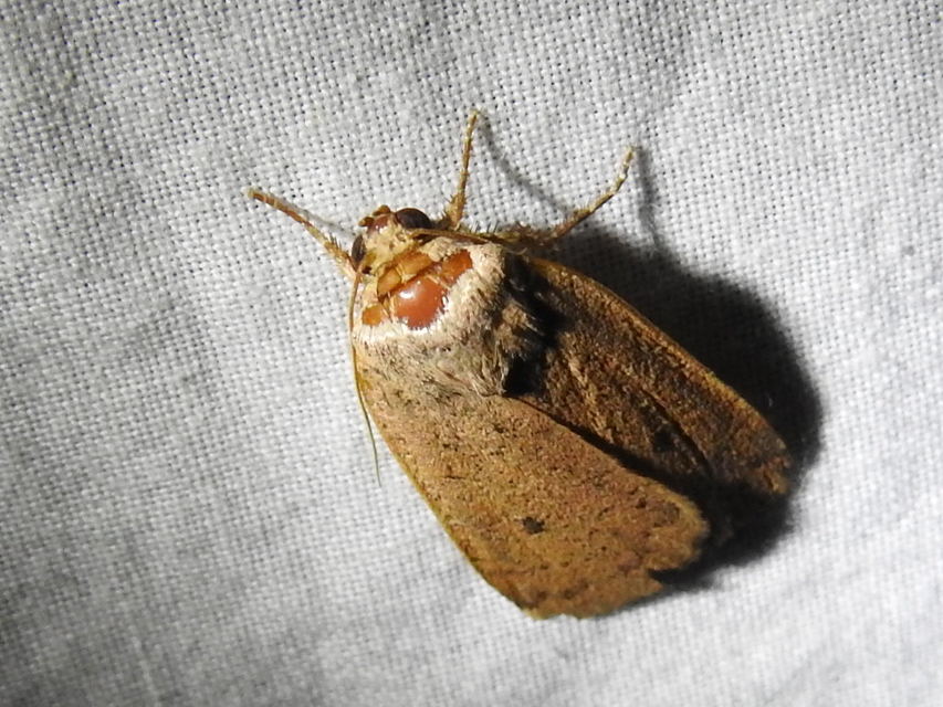 Noctua comes - kis sárgafűbagoly