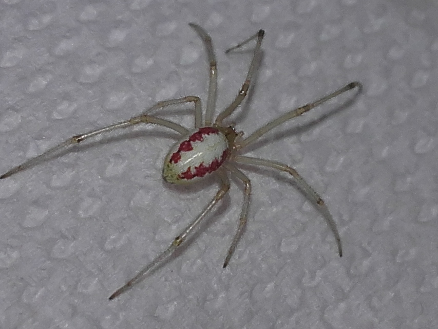 Enoplognatha ovata/latimana