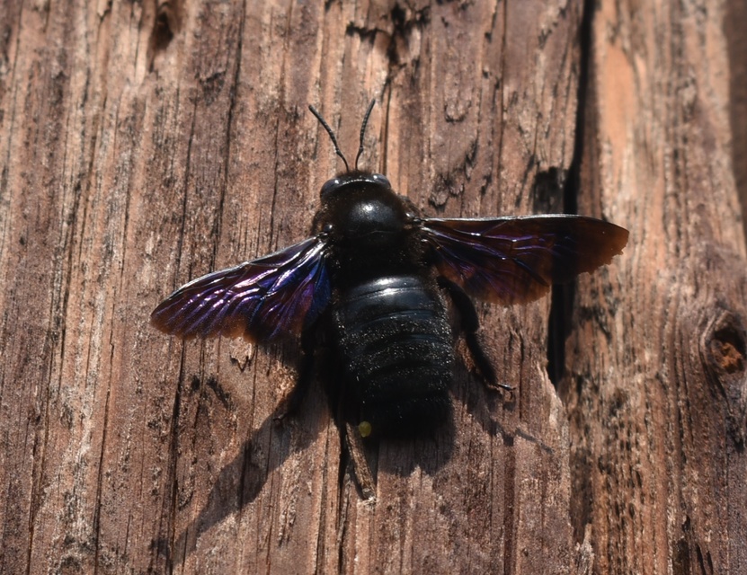 Xylocopa violacea - kék fadongó