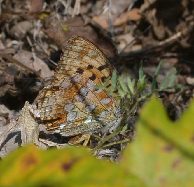 Argynnis adippe - ezüstös gyöngyházlepke