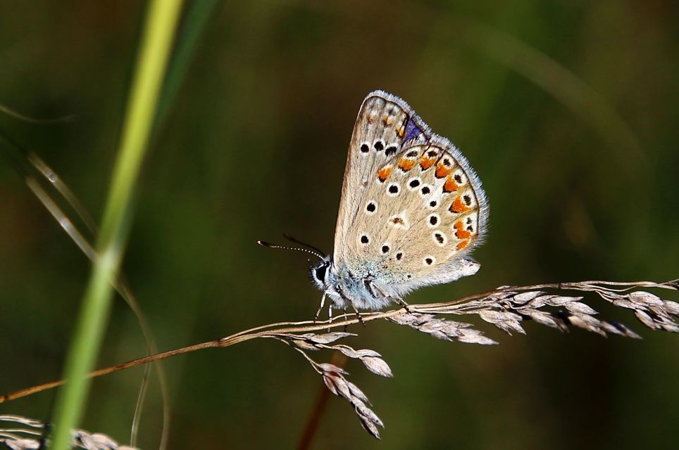 Polyommatus thersites - ibolyaszín boglárka