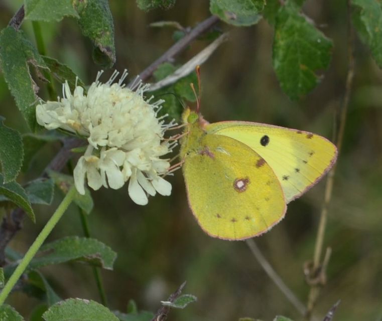 Colias erate - csángó-kéneslepke