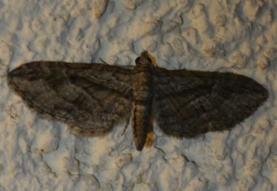 Eupithecia ericeata - feketefenyő-törpearaszoló