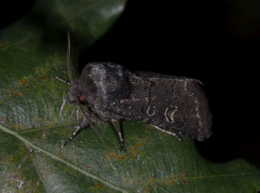 Tholera cespitis - sötét fésűsbagoly