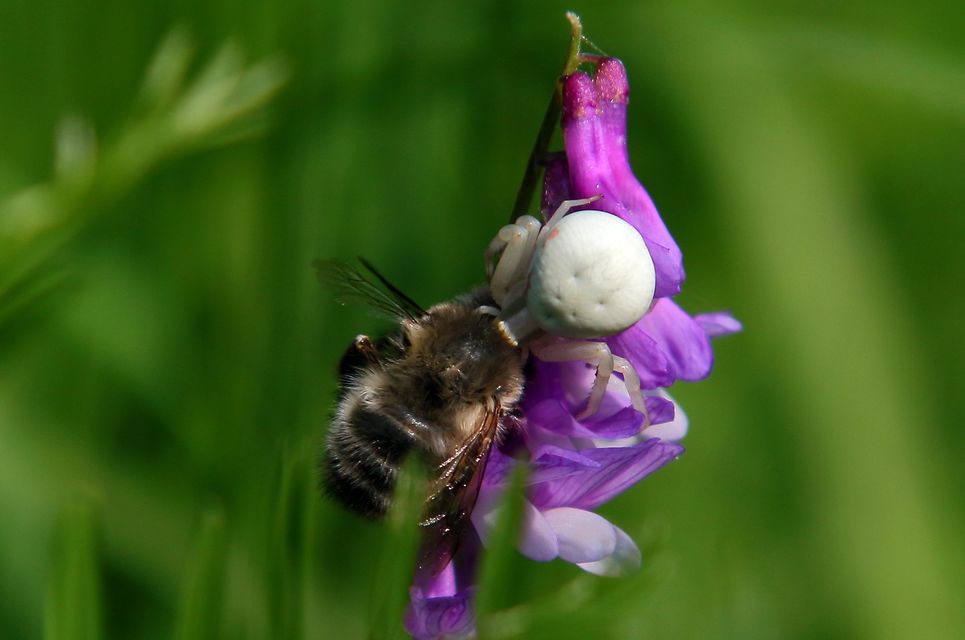 Misumena vatia - viráglakó karolópók