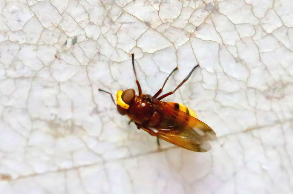 Volucella zonaria - kétöves pihelégy