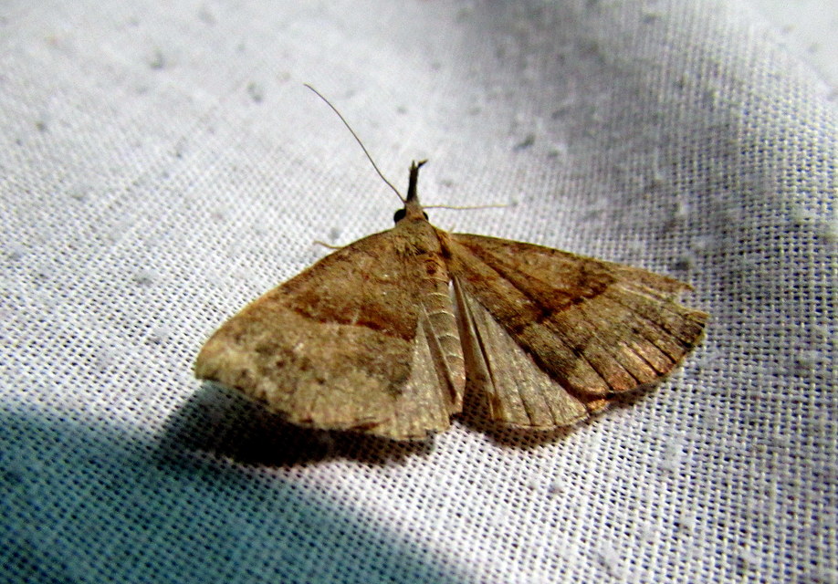 Hypena proboscidalis - ormányos karcsúbagoly