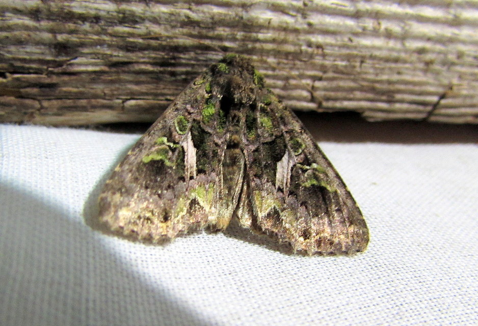 Trachea atriplicis - nyári zöldbagoly