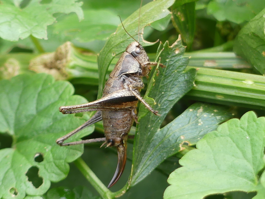 Pholidoptera griseoaptera - szürke avarszöcske