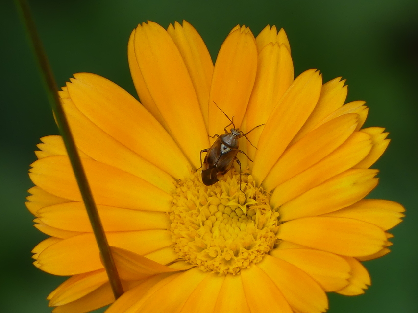 Lygus pratensis - változó mezeipoloska