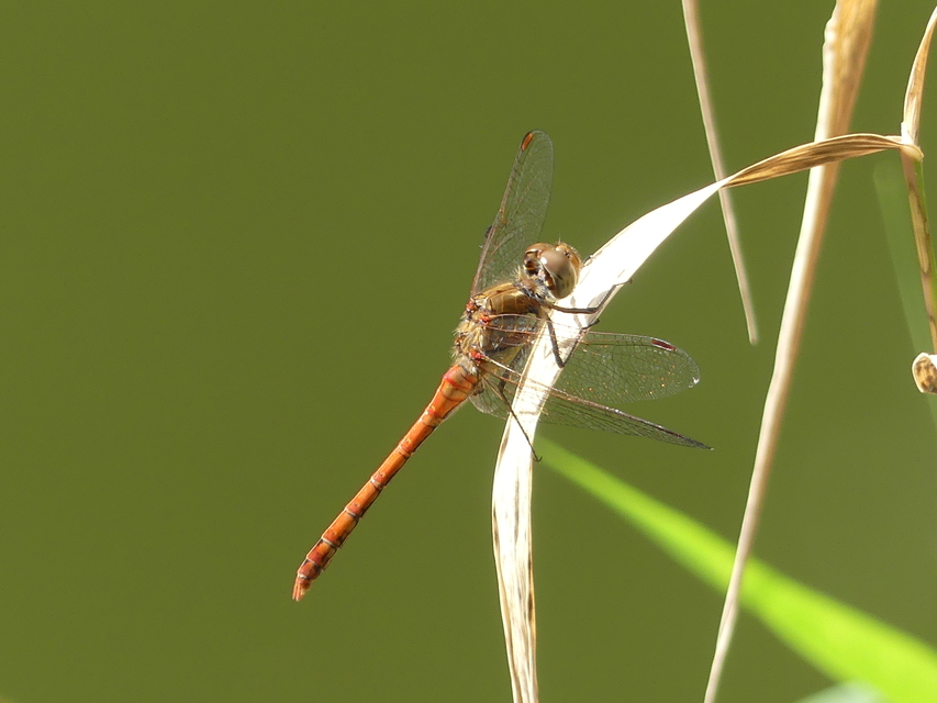 Sympetrum striolatum/vulgatum