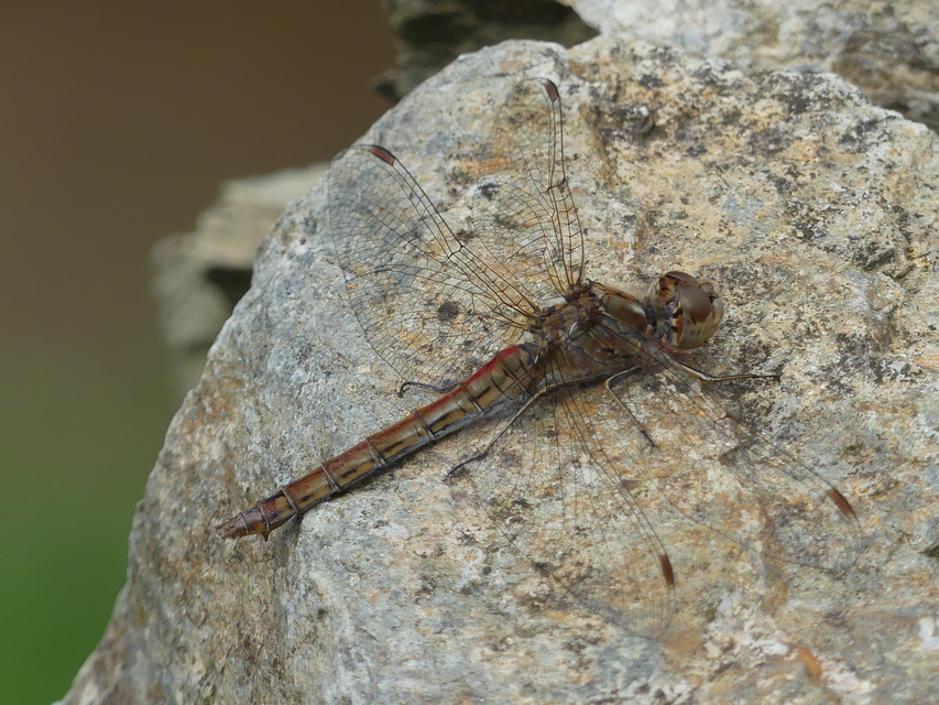 Sympetrum vulgatum - barkós katona-szitakötő