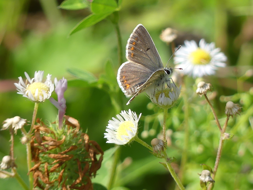 Aricia agestis - szerecsenboglárka