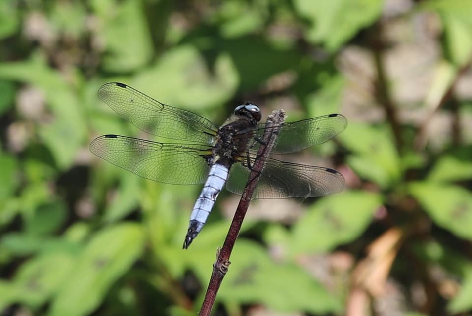 Libellula fulva - kisfoltos laposacsa