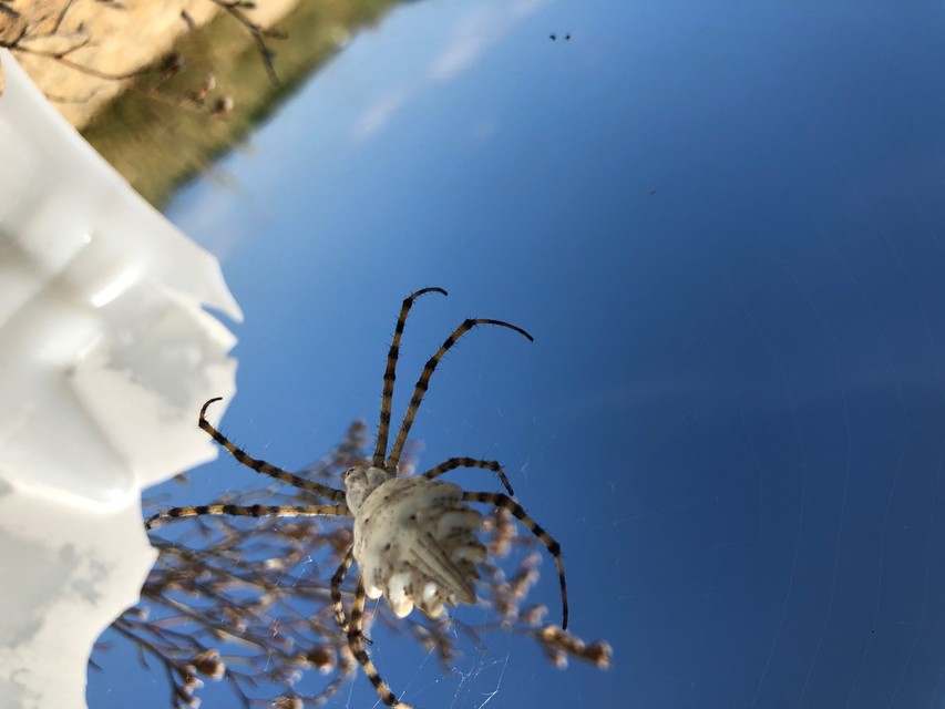 Argiope lobata - karéjos keresztespók