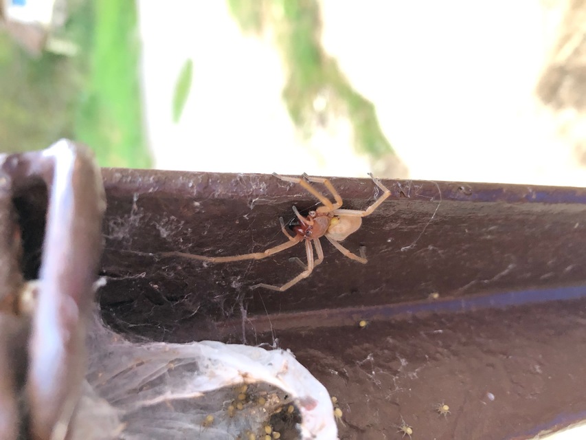 Cheiracanthium punctorium - mérges dajkapók