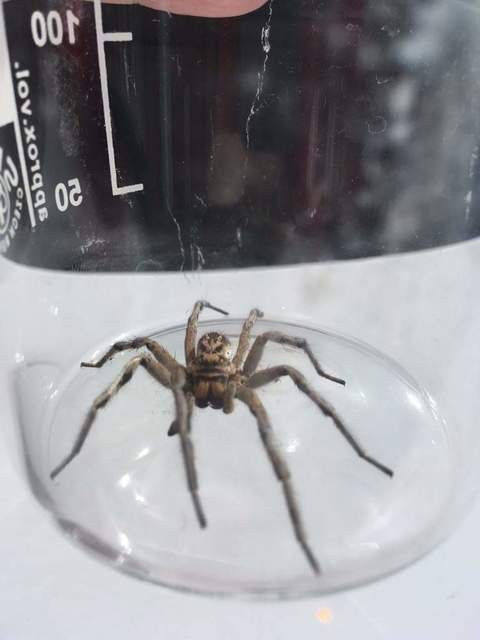 Geolycosa vultuosa - pokoli cselőpók