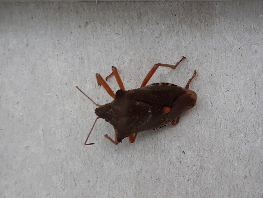 Pentatoma rufipes - vöröslábú címerespoloska Pentatoma rufipes - vöröslábú címerespoloska