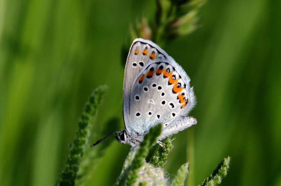 Plebejus argyrognomon - tintakék boglárka
