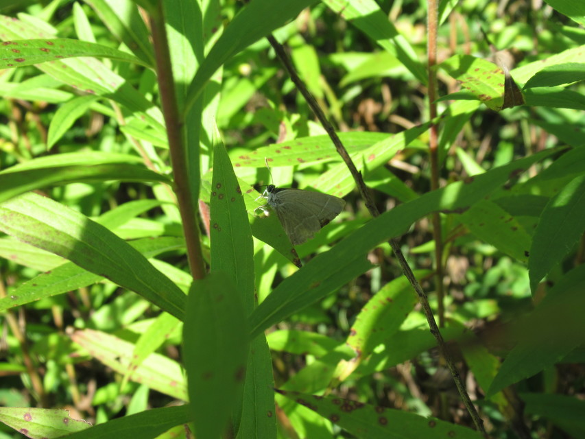 Neozephyrus quercus - tölgyfalepke