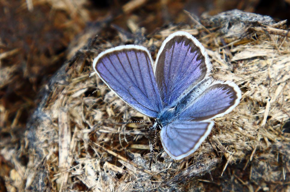 Plebejus idas - északi boglárka