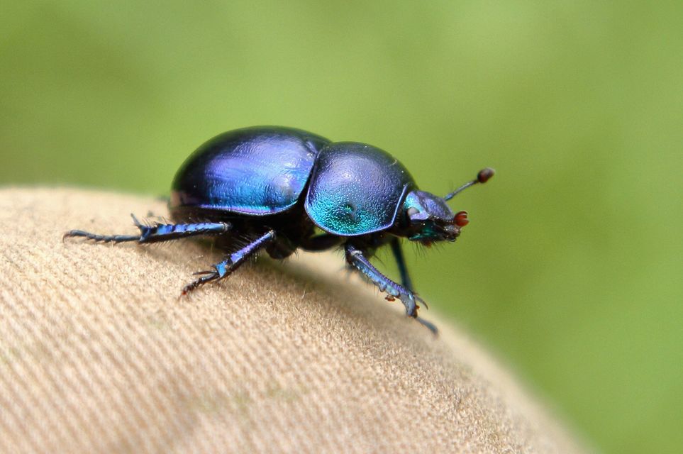 Trypocopris vernalis - tavaszi álganéjtúró