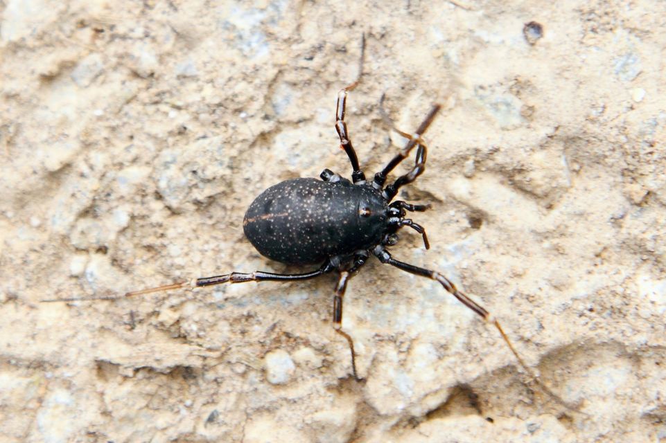 Egaenus convexus