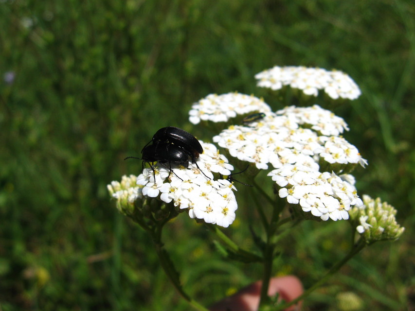Podonta nigrita - szerecsenbogár