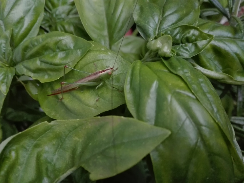 Conocephalus fuscus - kis kúpfejűszöcske