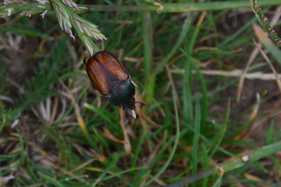 Anisoplia tempestiva - gabonaszipoly