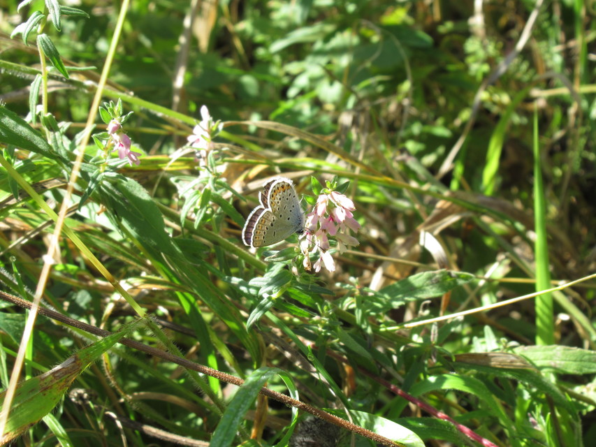 Plebejus argyrognomon - tintakék boglárka