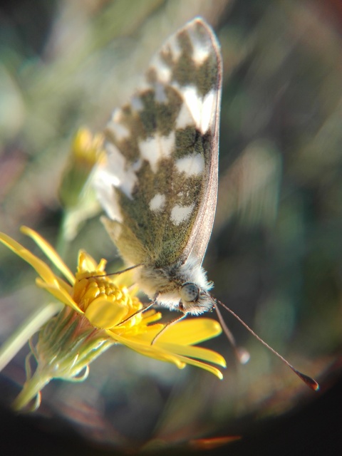 Pontia edusa - rezedalepke