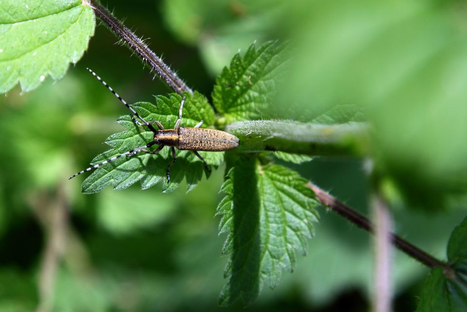 Agapanthia villosoviridescens - fehérgyűrűs bogáncscincér