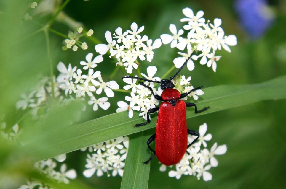 Pyrochroa coccinea - nagy bíborbogár
