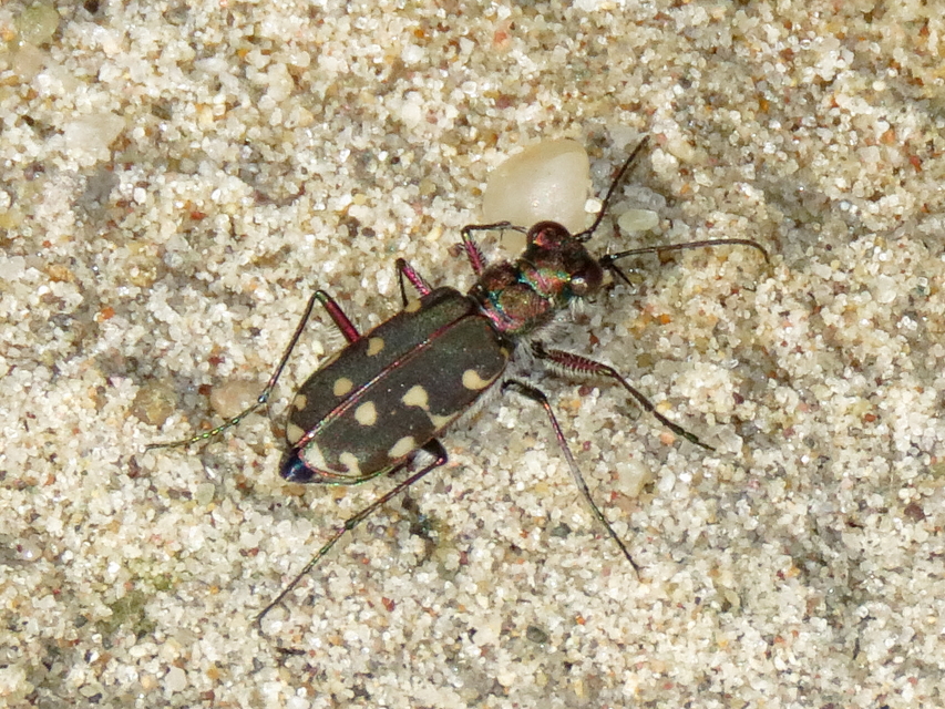 Calomera littoralis nemoralis - sziki homokfutrinka
