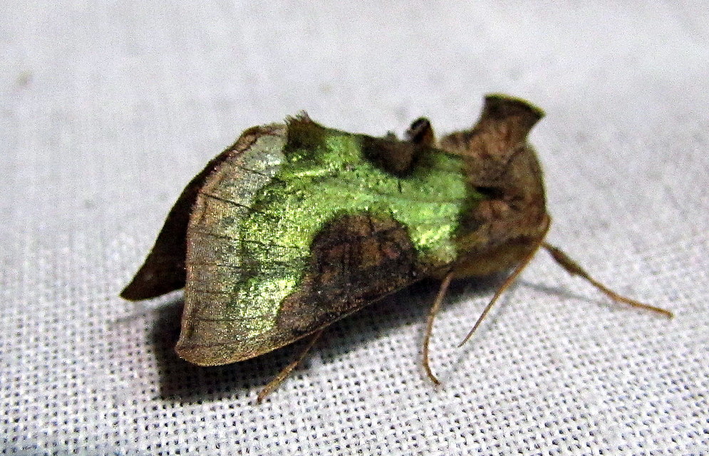 Diachrysia chrysitis/stenochrysis